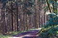 Hiking on a forest path in the Vulkaneifel, Germany.