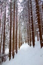 Hiking forest trail in fresh snow to Hala Kondratowa, Zakopane, Tatry
