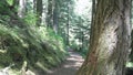 Forest walking trail