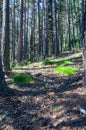 Hiking in the forest on a warm sunny day in Pyrenees