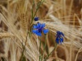 Hiking in the forrests of the german westphalia Royalty Free Stock Photo