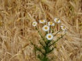 Hiking in the forrests of the german westphalia Royalty Free Stock Photo