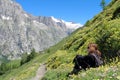 Hiking girl relaxing among mountain flowers