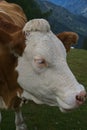 Hiking in Goldeck Austria; cows on pasture