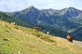 Hiking in Goldeck Austria; cows on pasture