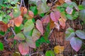 Autumn Leaves on a Hike Near Moab