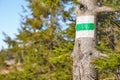 Hiking green trail sign on a tree