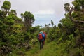 Hiking group, exploring green landscapes, Azores, Pico island
