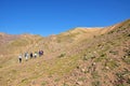 Hiking at high altitude trail in Alborz mountains