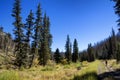 Hiking in the High Elevation Pine Forests of Eastern Arizona Royalty Free Stock Photo