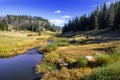 Hiking in the High Elevation Pine Forests of Eastern Arizona Royalty Free Stock Photo