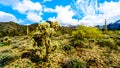 Hiking on the hiking trails surrounded by Saguaro, Cholla and other Cacti in the semi desert landscape of the McDowell Mountains Royalty Free Stock Photo