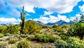 Hiking on the hiking trails surrounded by Saguaro, Cholla and other Cacti in the semi desert landscape of the McDowell Mountains Royalty Free Stock Photo