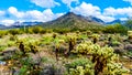 Hiking on the hiking trails surrounded by Saguaro, Cholla and other Cacti in the semi desert landscape of the McDowell Mountains