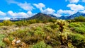 Hiking on the hiking trails surrounded by Saguaro, Cholla and other Cacti in the semi desert landscape of the McDowell Mountains Royalty Free Stock Photo