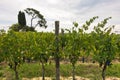 Hiking hills, backroads and vineyards at autumn, near Siena in Tuscany Royalty Free Stock Photo