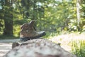 Hiking holiday concept: Worn out Alpine boots on a tree trunk