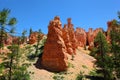 Hoodoos and Ponderosa Pines in Bryce Canyon National Park Royalty Free Stock Photo