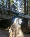 Hiking Through a Huge Old Dead Tree in California Royalty Free Stock Photo