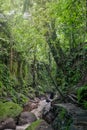 Hiking in the Jungle: an attractive young European tourist girl crossing a bamboo pedestrian suspension bridge over a Royalty Free Stock Photo