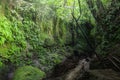 Hiking in the Jungle: an attractive young European tourist girl crossing a bamboo pedestrian suspension bridge over a Royalty Free Stock Photo