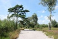 Hiking Kalmthoutse heide Belgium