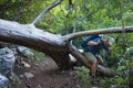 Hiking on Lycian way. Male hiker with backpack climbs between trunks of large fallen old tree in forest on Lycian Way