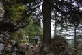 Hiking on Lycian way. Male hiker walking up north side of Tahtali mountain next to giant Lebanese Cedar tree on Lycian Way