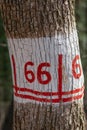 Hiking marking on a tree in the woods Royalty Free Stock Photo