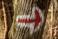 Hiking marking on a tree in the woods. Symbol of arrow in nature Royalty Free Stock Photo