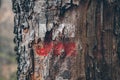 Hiking marks on a tree trunk. Red and white signal along hiking trail. Signal trail in the mountains. Hiking through the forest.