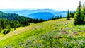 Hiking through the meadows covered in wildflowers in the high alpine near the village of Sun Peaks Royalty Free Stock Photo