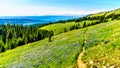 Hiking through the meadows covered in wildflowers in the high alpine near the village of Sun Peaks Royalty Free Stock Photo