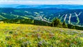 Hiking through the meadows covered in wildflowers in the high alpine near the village of Sun Peaks Royalty Free Stock Photo