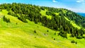 Hiking through the meadows covered in wildflowers in the high alpine near the village of Sun Peaks Royalty Free Stock Photo