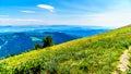 Hiking through the meadows covered in wildflowers in the high alpine near the village of Sun Peaks Royalty Free Stock Photo