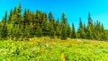 Hiking through the meadows covered in wildflowers in the high alpine near the village of Sun Peaks Royalty Free Stock Photo