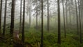 Hiking in misty morning at spring forest. Child at footpath in woodland. Royalty Free Stock Photo