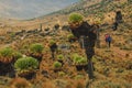Hiking Mount Kenya