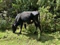 A cow grazing inside the Elephant Hills in the Aberdare Range forest in Nairobi Kenya