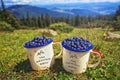 Two cups of blueberries on background of sunny mountains grass and hills Royalty Free Stock Photo