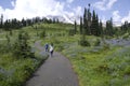 Hiking in Mt. Rainier National Park