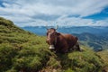 Hiking on the Nagelfluhkette in the German alps Royalty Free Stock Photo