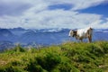 Hiking on the Nagelfluhkette in the German alps Royalty Free Stock Photo