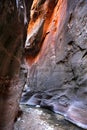 Hiking through the Narrows in Zion National Park Royalty Free Stock Photo