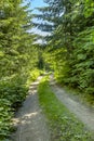 A hiking and off road path meanders along a mountain meadow on a Royalty Free Stock Photo