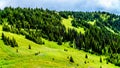 The Alpine fields and meadows surrounding Sun Peaks in British Columbia, Canada