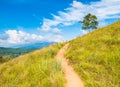 Hiking path across the green hill with lonely tree on horizon and blue sky. Freedom concept