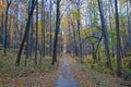 Hiking path in the autumn foliar forest