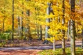 Hiking Path Through Autumn Forest